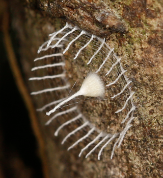 Illustration for article titled Descubren el causante de estas misteriosas estructuras del Amazonas